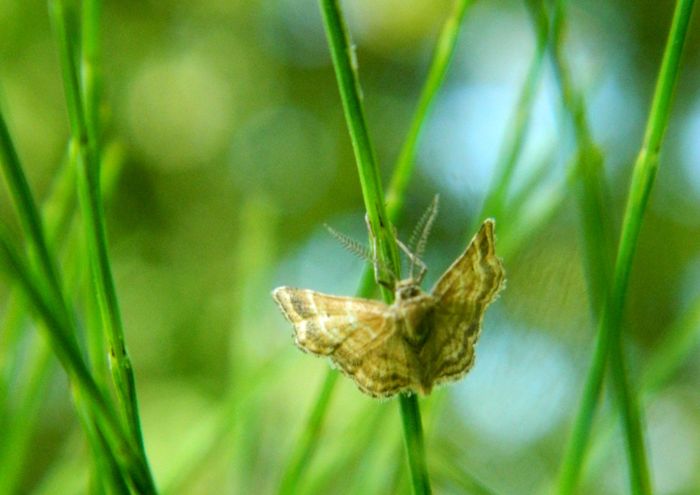 Falenina  da id - Emmiltis pygmaearia